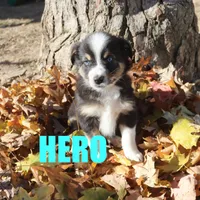hero, a male Australian Shepherd for sale in Jasper, AR – Photo 8 of 9
