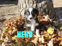 hero, a male Australian Shepherd for sale in Jasper, AR – Photo 7 of 10