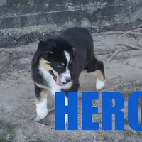 hero, a male Australian Shepherd for sale in Jasper, AR – Photo 5 of 9