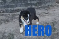 hero, a male Australian Shepherd for sale in Jasper, AR – Photo 4 of 10