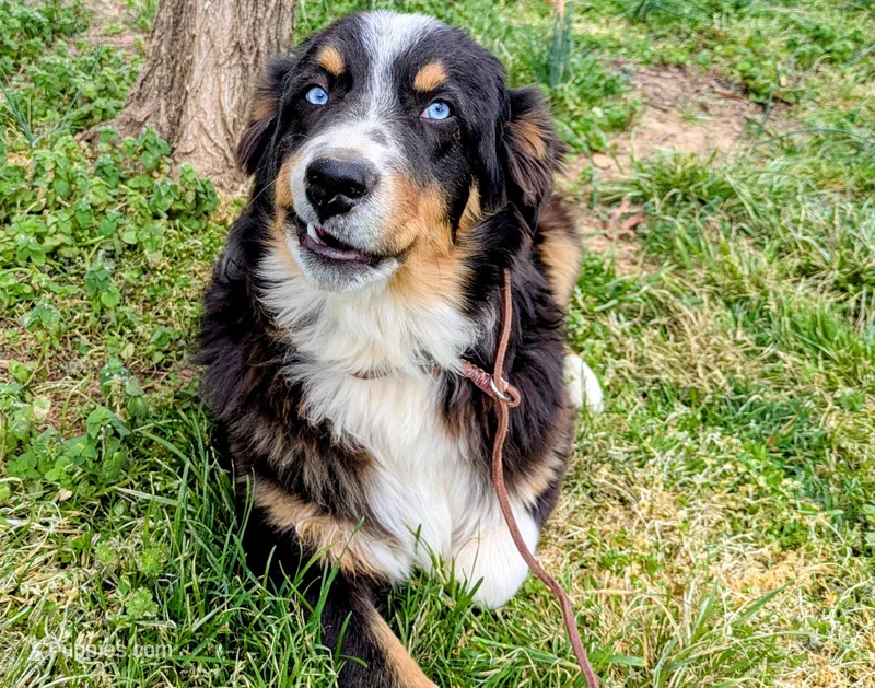 hero – Australian Shepherd puppy for sale in Jasper, AR