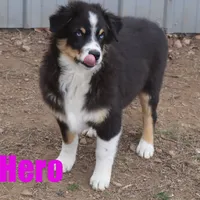 hero, a male Australian Shepherd for sale in Jasper, AR – Photo 4 of 9