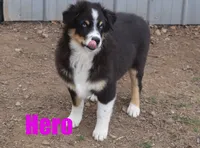 hero, a male Australian Shepherd for sale in Jasper, AR – Photo 3 of 10