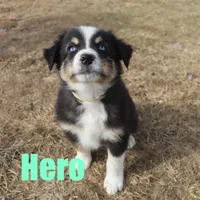 hero, a male Australian Shepherd for sale in Jasper, AR – Photo 7 of 9