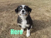 hero, a male Australian Shepherd for sale in Jasper, AR – Photo 6 of 10
