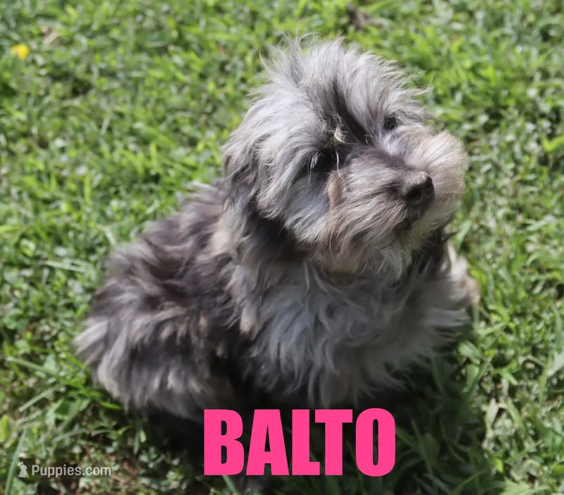Balto – Miniature Aussiedoodle puppy for sale in Jasper, AR