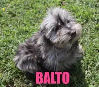 Balto, a male Miniature Aussiedoodle for sale in Jasper, AR – 1 of 9