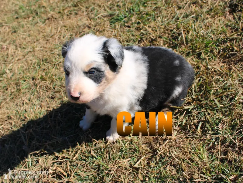 Cooper – Australian Shepherd puppy for sale in Jasper, AR
