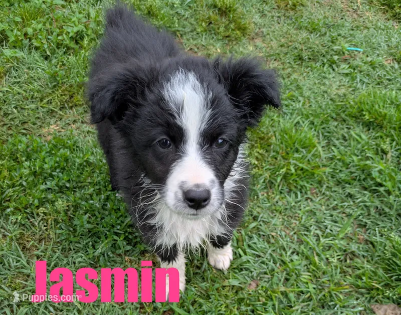 Jasmin – Australian Shepherd puppy for sale in Jasper, AR