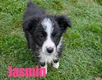 Jasmin, a female Australian Shepherd for sale in Jasper, AR – 1 of 6