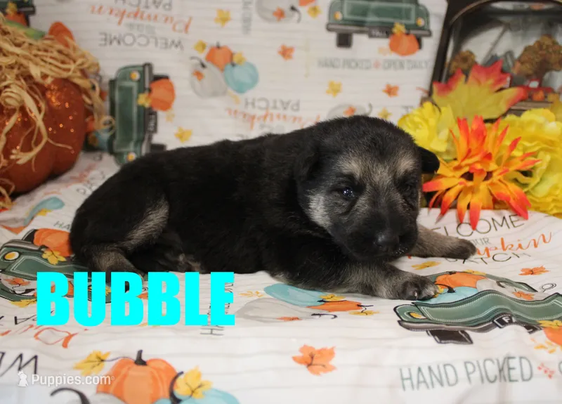 Bubbles – German Shepherd Dog puppy for sale in Jasper, AR