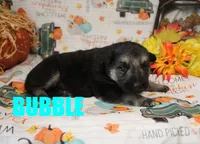 Bubbles, a female German Shepherd Dog for sale in Jasper, AR – 1 of 1