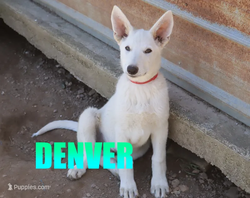 Denver – German Shepherd Dog puppy for sale in Jasper, AR