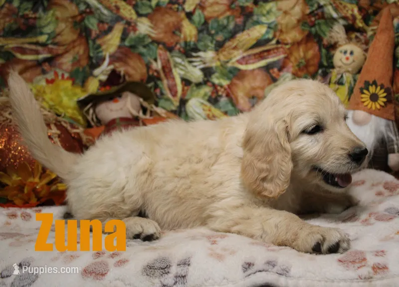 Zuna – Goldendoodle puppy for sale in Jasper, AR