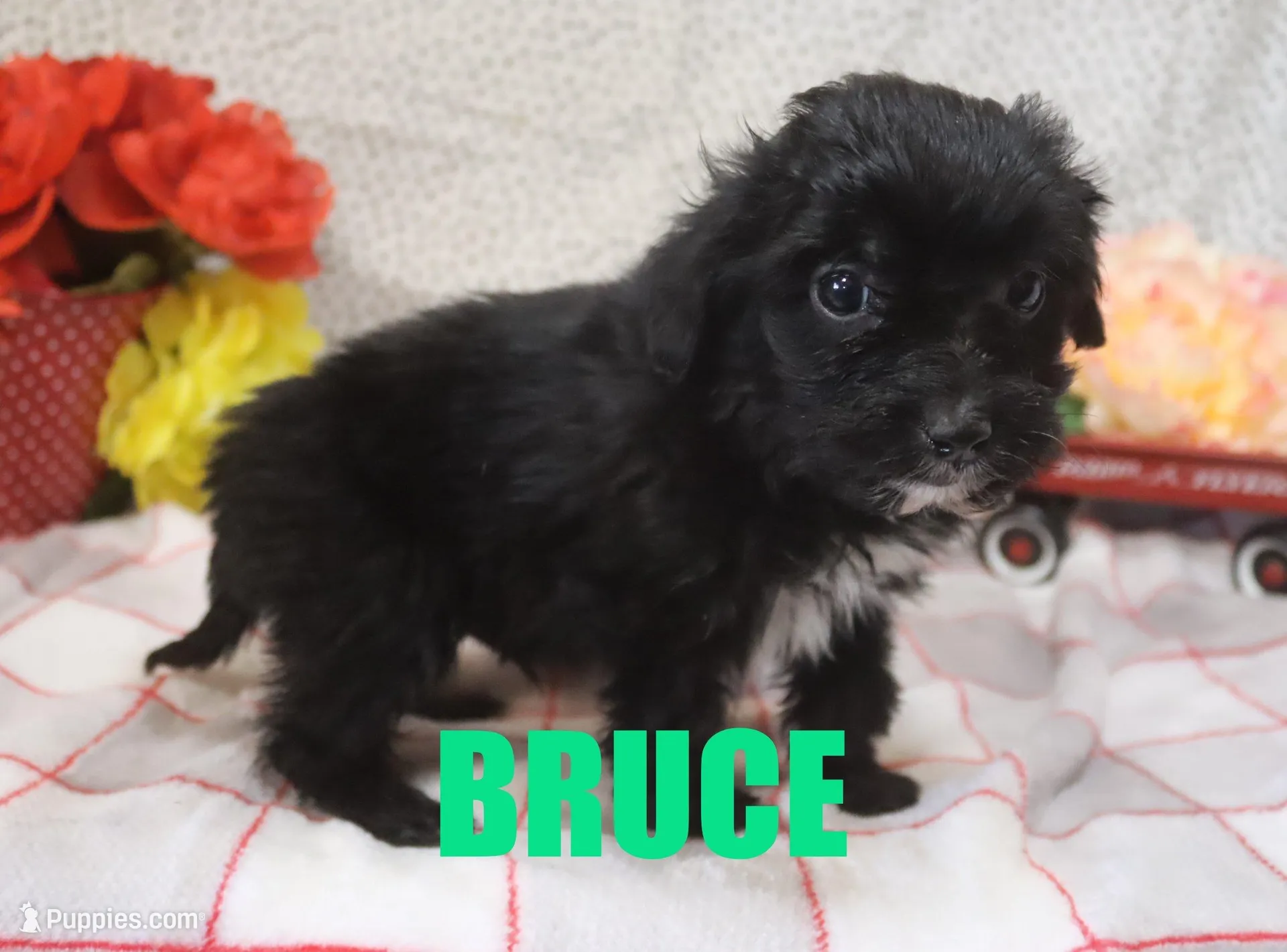 Bruce – Miniature Aussiedoodle puppy for sale in Jasper, AR