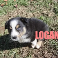 Logan, a male Australian Shepherd for sale in Jasper, AR – Photo 8 of 9