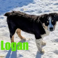Logan, a male Australian Shepherd for sale in Jasper, AR – Photo 3 of 9