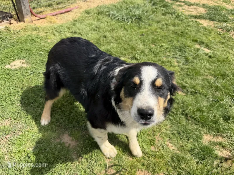 Logan – Australian Shepherd puppy for sale in Jasper, AR