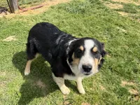 Logan, a male Australian Shepherd for sale in Jasper, AR – 2 of 9