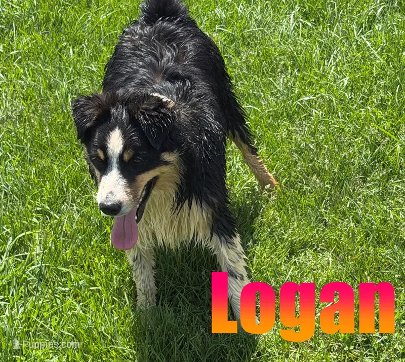 Logan – Australian Shepherd puppy for sale in Jasper, AR