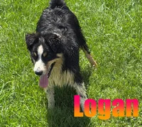 Logan, a male Australian Shepherd for sale in Jasper, AR – 1 of 9