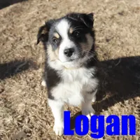 Logan, a male Australian Shepherd for sale in Jasper, AR – Photo 7 of 9