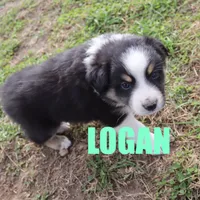 Logan, a male Australian Shepherd for sale in Jasper, AR – Photo 9 of 9