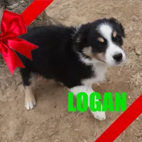 Logan, a male Australian Shepherd for sale in Jasper, AR – Photo 6 of 9
