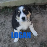 Logan, a male Australian Shepherd for sale in Jasper, AR – Photo 5 of 9