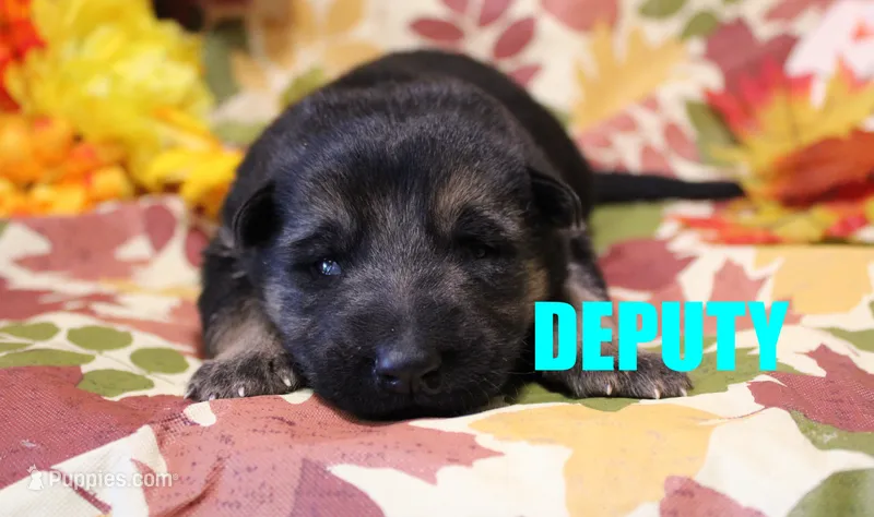 Deputy – German Shepherd Dog puppy for sale in Jasper, AR