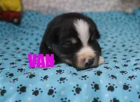 Van, a male Australian Shepherd for sale in Jasper, AR – 2 of 2