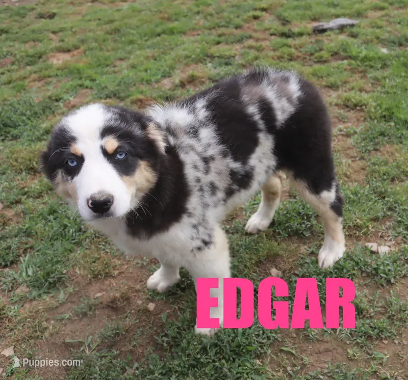 Edger – Australian Shepherd puppy for sale in Jasper, AR
