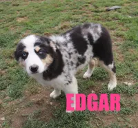 Edger, a male Australian Shepherd for sale in Jasper, AR – 2 of 10