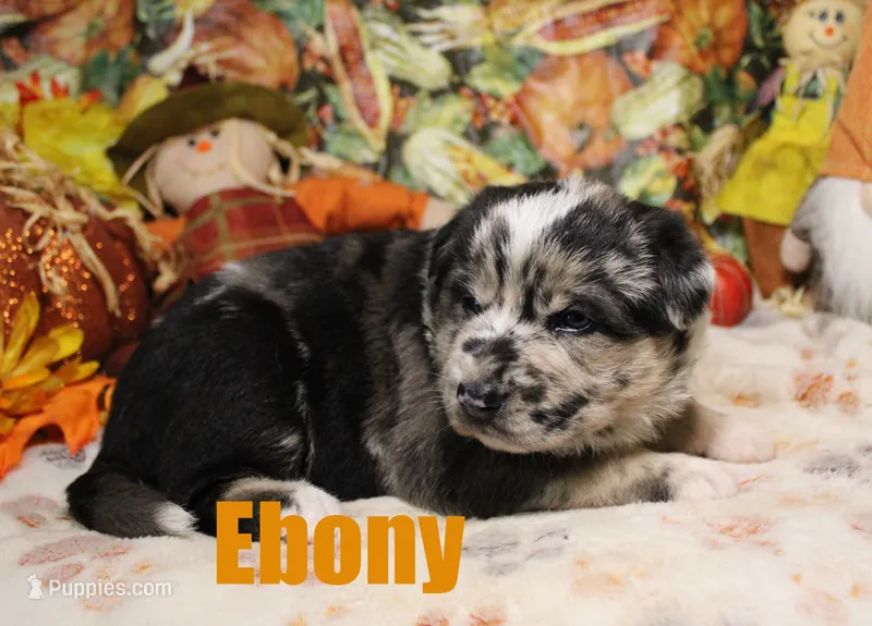 Ebony – Australian Shepherd, German Shepherd Dog puppy for sale in Jasper, AR