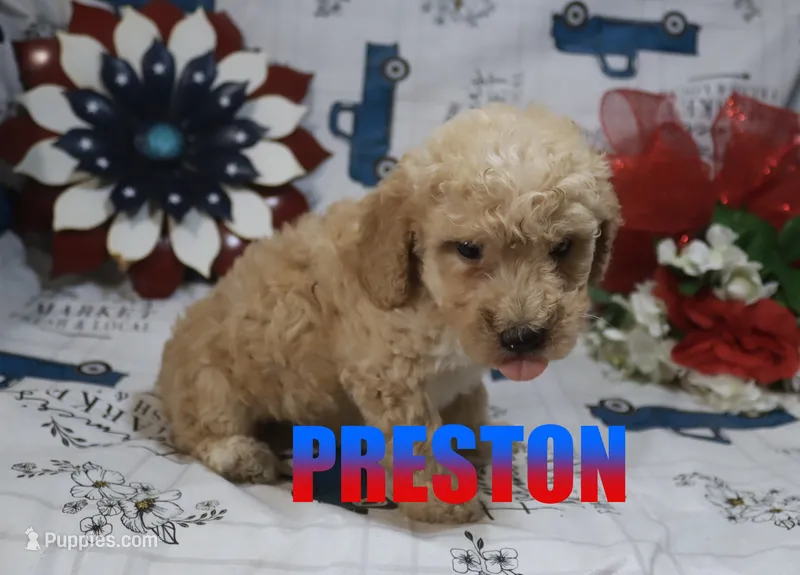 preston – Poodle - Miniature  puppy for sale in Jasper, AR