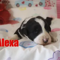 Alexa, a female Aussiedoodle for sale in Jasper, AR – Photo 5 of 5