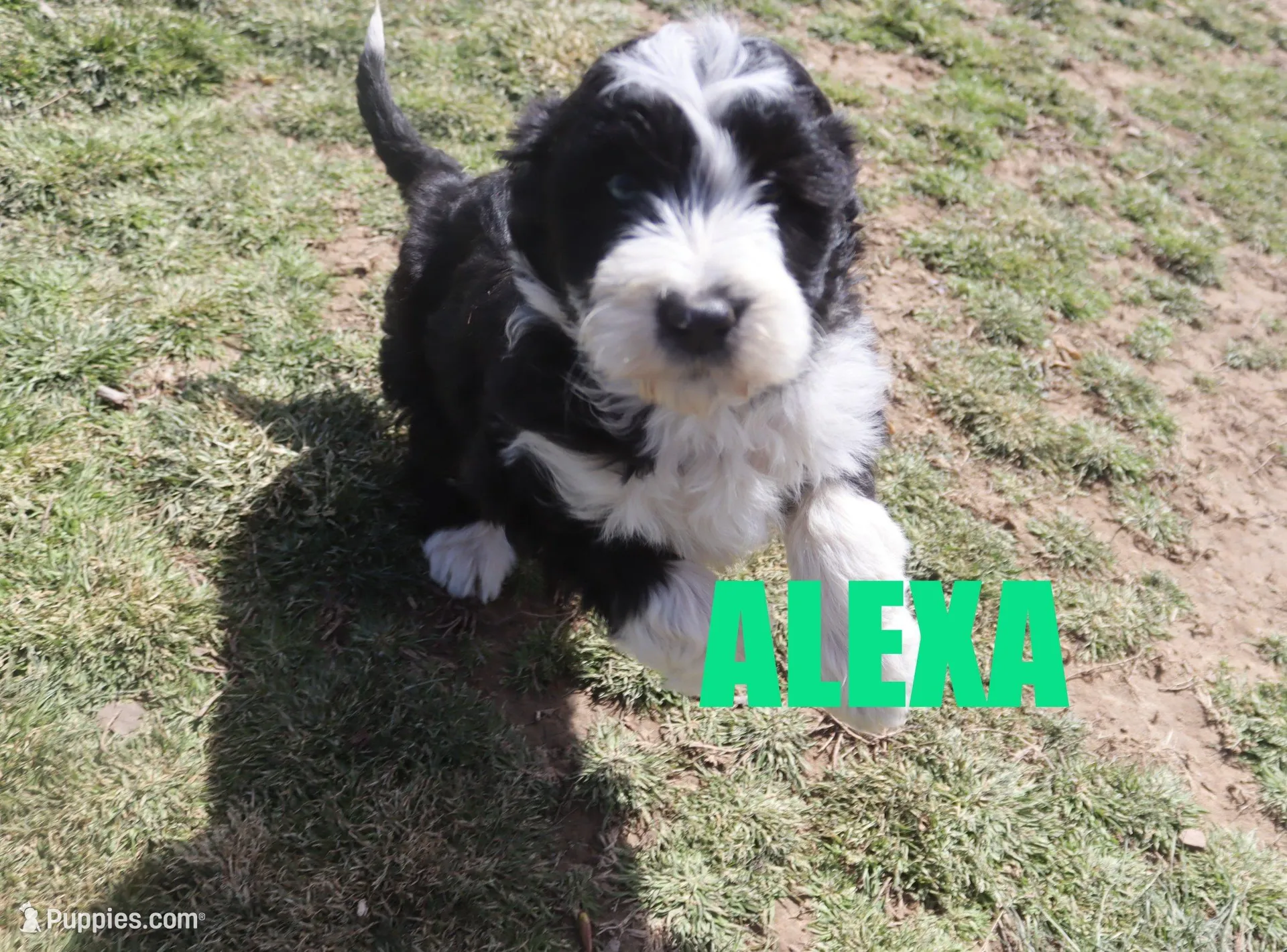 Alexa – Aussiedoodle puppy for sale in Jasper, AR
