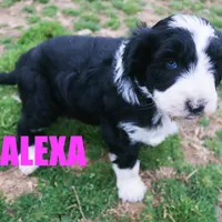 Alexa, a female Aussiedoodle for sale in Jasper, AR – Photo 3 of 5