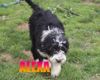 Alexa, a female Aussiedoodle for sale in Jasper, AR – 7 of 7