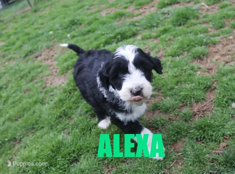 Alexa – Aussiedoodle puppy for sale in Jasper, AR