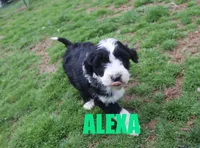 Alexa, a female Aussiedoodle for sale in Jasper, AR – Photo 2 of 5