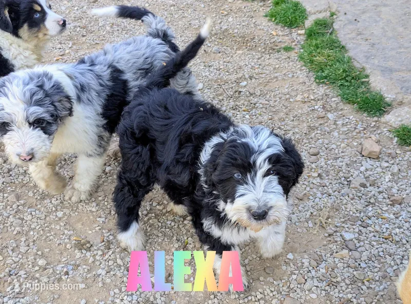 Alexa – Aussiedoodle puppy for sale in Jasper, AR