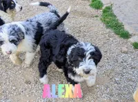 Alexa, a female Aussiedoodle for sale in Jasper, AR – 1 of 7