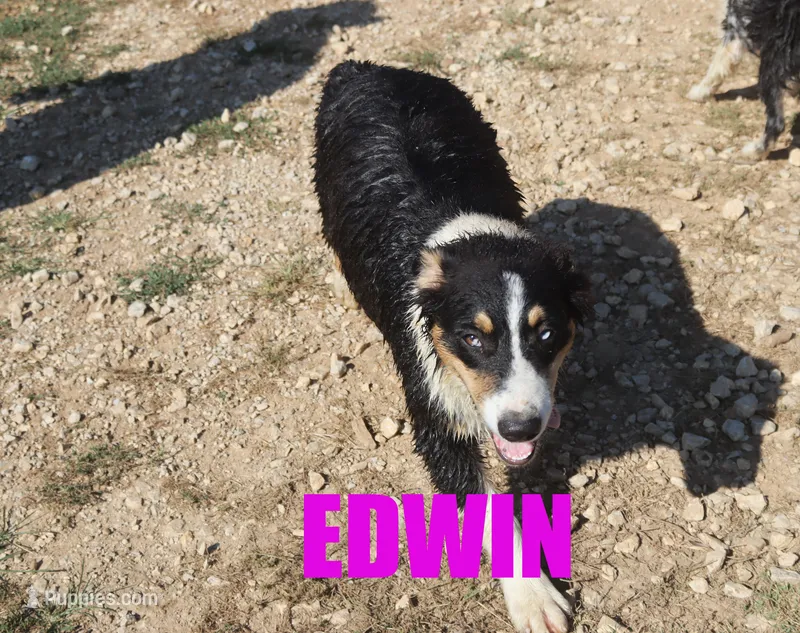Edwin – Australian Shepherd puppy for sale in Jasper, AR