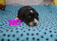 Volt, a male Australian Shepherd for sale in Jasper, AR – 2 of 2