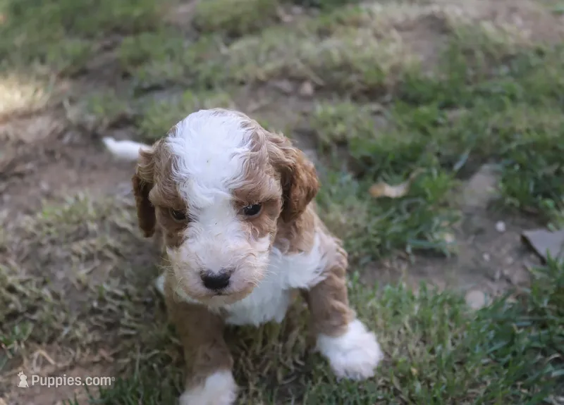 Pixy – Poodle - Miniature  puppy for sale in Jasper, AR