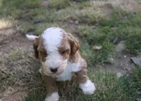 Pixy, a female Poodle - Miniature  for sale in Jasper, AR – 1 of 3