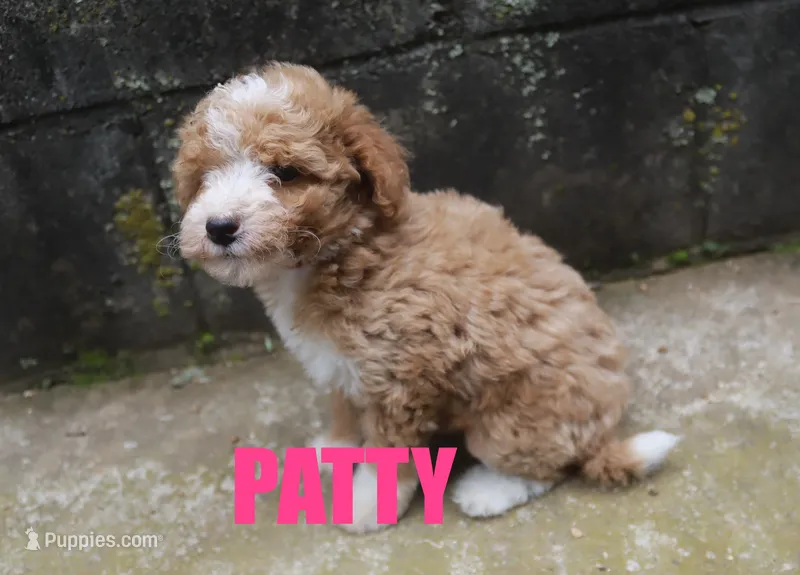 Patty – Poodle - Miniature  puppy for sale in Jasper, AR