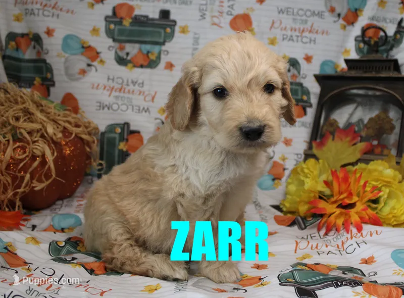 Zarr – Goldendoodle puppy for sale in Jasper, AR