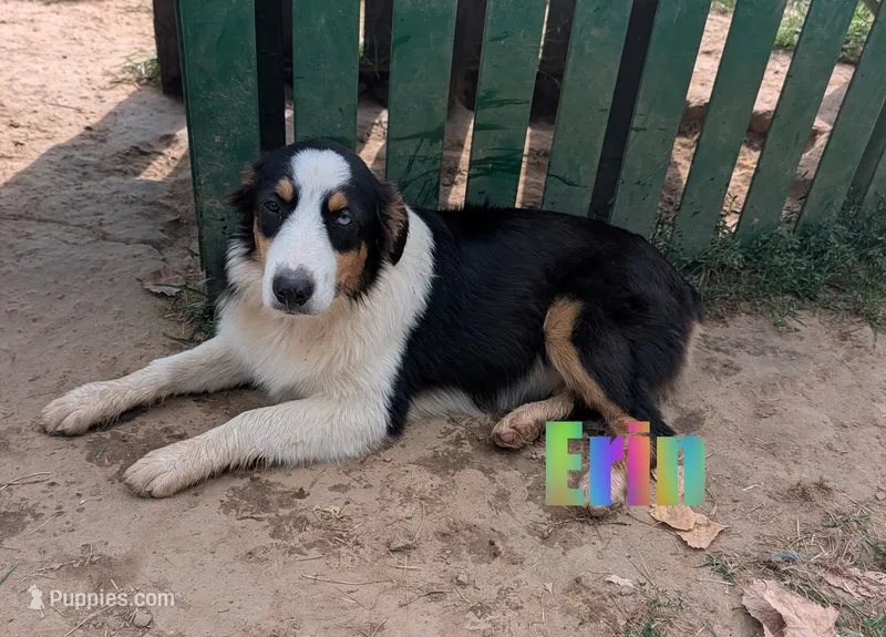 Erin – Australian Shepherd puppy for sale in Jasper, AR